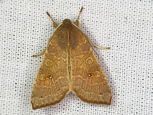 Poplar yellow owl (Cirrhia ocellaris), yellow-brown color variant