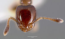 Xenomyrmex floridanus casent0000499 kafa 1.jpg