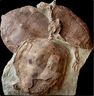 <span class="mw-page-title-main">Xinjiangchelyidae</span> Extinct family of turtles