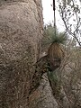 Yacca growing in crevice in granite gneiss outcrop near Lizard Rock