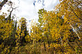 La regione delle foreste in autunno