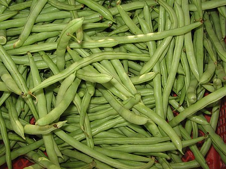 Pokok_Kacang_Buncis