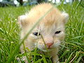 Image 3A kitten opening its eyes for the first time (from Kitten)