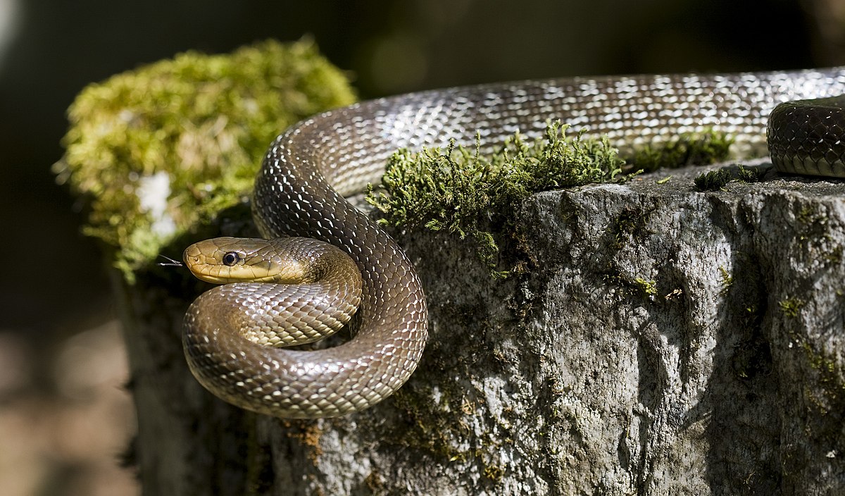 Rat snake - Wikipedia