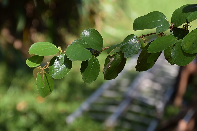 File:Ziziphus mauritiana004.JPG