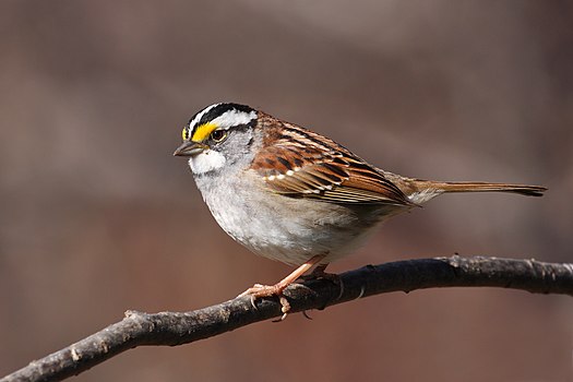 Zonotrichia albicollis, Kvebek, Kanada.