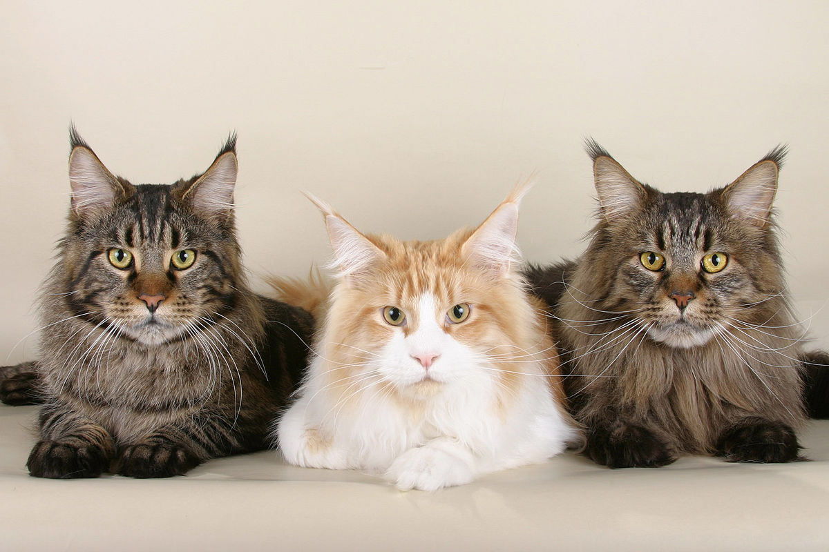 Большой кот Мейн кун - фото онлайн на витамин-п-байкальский.рф