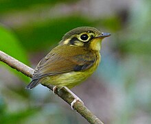 "Platyrinchus mystaceus"- White-throated Spadebill, Gelbscheitel-Breitschnabeltyrann.jpg