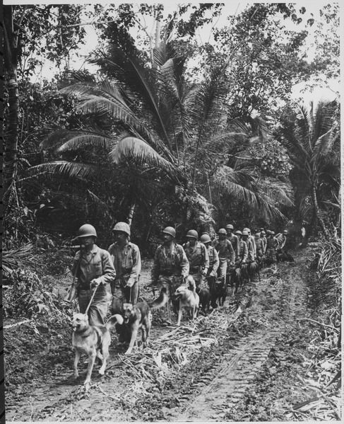 File:"U.S. Marine `Raiders' and their dogs, which are used for scouting and running messages, starting off for the jungle fro - NARA - 532371.tif