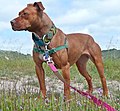 American Pit Bull Terrier - Wikipedia