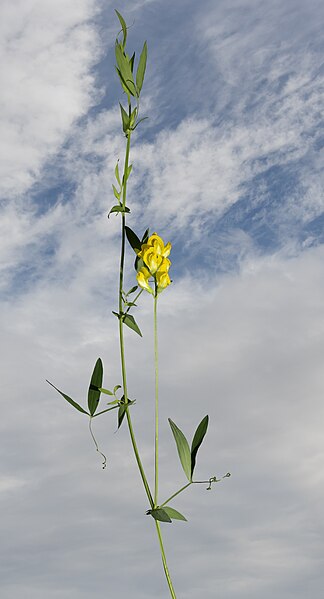 File:(MHNT) Lathyrus pratensis- Habit.jpg