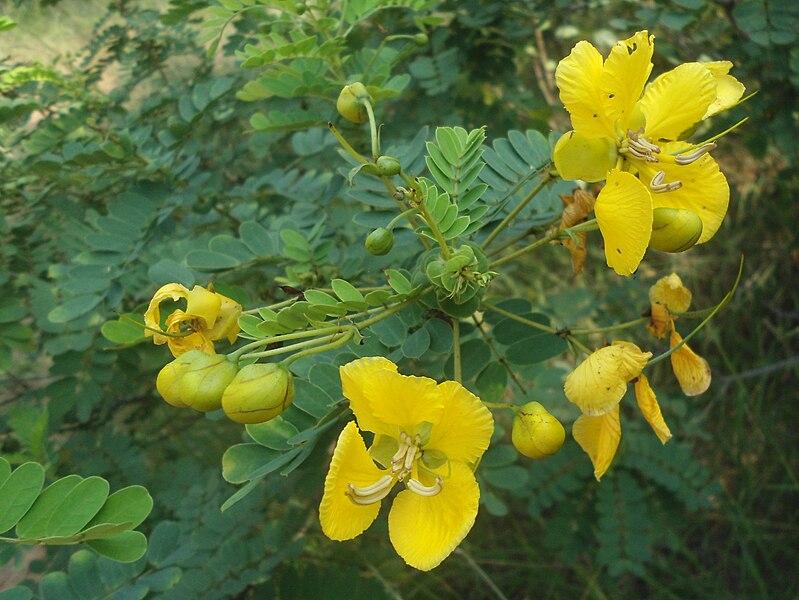 File:(Senna auriculata) at kambalakonda 04.JPG