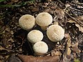 * Nomination Five Lycoperdon mushrooms in Sokolniki Park --Никонико962 19:33, 3 June 2020 (UTC) * Promotion  Support Good quality. --Zcebeci 08:01, 4 June 2020 (UTC)  Comment Yes, good quality, but Никонико962, you need a more precise category than the parent category of "Fungi". I will have to oppose unless you fix the categorization. -- Ikan Kekek 08:25, 4 June 2020 (UTC) Fixed. --Никонико962 13:47, 4 June 2020 (UTC)<br< Support too bad you don't know the species of the mushroom, but the genus is enough. Good quality. -- Ikan Kekek 22:14, 4 June 2020 (UTC)