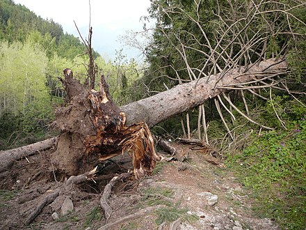Гибнут ели. Ель Тянь Шанская дерево. Поваленное дерево. Упавшее дерево. Упавшее дерево в лесу.