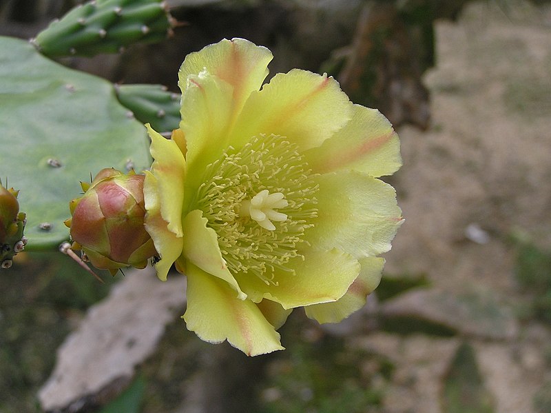 File:仙人掌 Opuntia stricta -深圳仙湖植物園 Fairy Lake Botanical Garden, China- (9216067052).jpg