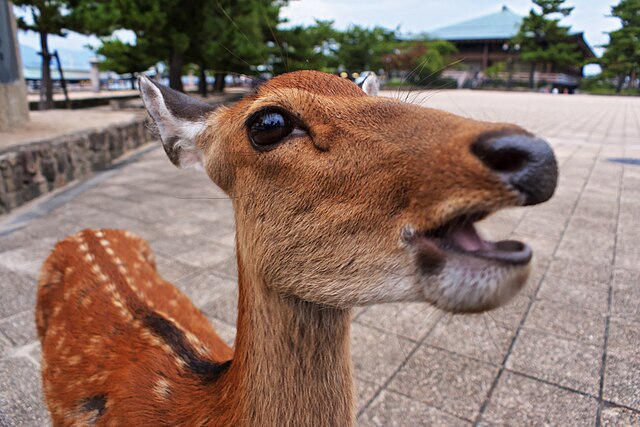 File 宮島のお腹を空かせた鹿 Hungry Deer Jpg Wikimedia Commons