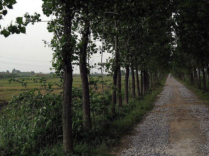 File:油坊庄温泉养殖场向北的林荫公路 - panoramio.jpg