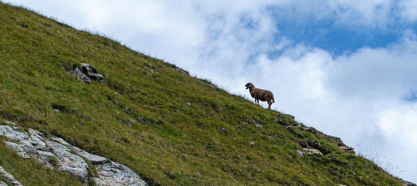 Lonely sheep, isolated from herd