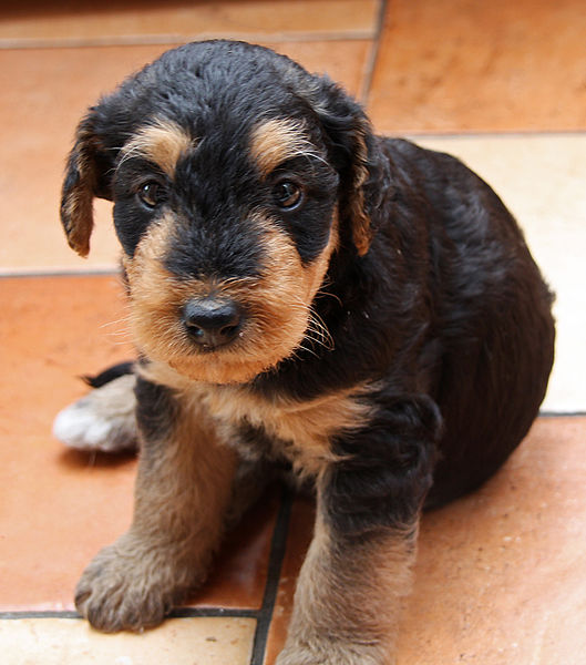 File:01 Puppy Airedale Terrier.jpg