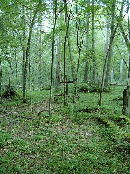 File:2005-09 Białowieski Park Narodowy 1.jpg