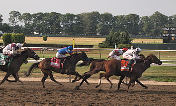 Drosselmeyer (#7) leads into the stretch, followed by First Dude, Game On Dude (#8) and Fly Down (#5). 2010 Belmont Stakes finish.jpg