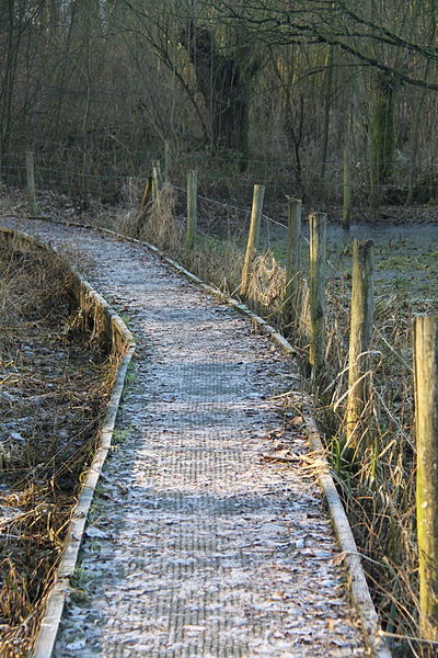 File:20110129 Brielmeersen en Latemse Meersen (0128).jpg