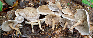 <i>Clitocella</i> Genus of fungi