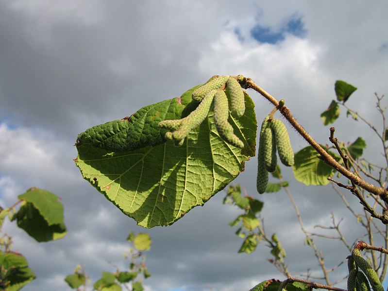 File:20121007Corylus avellana3.jpg