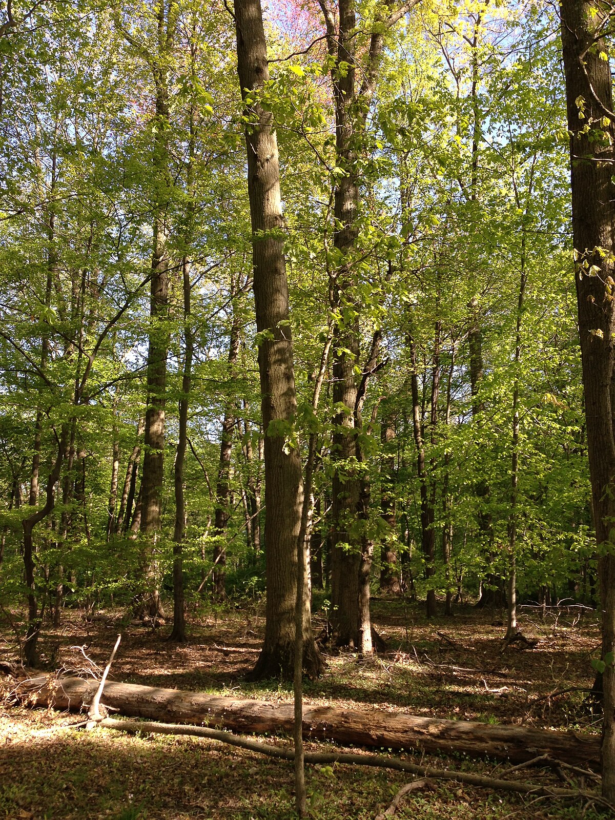 Dried Oak Forest Foliage