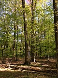 Thumbnail for Oak forest