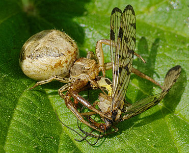 A crap spider - Xysticus cristatus, female with prey.