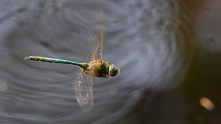 Tập_tin:2013.07.07.-1-Drosedow-Glaenzende_Smaragdlibelle-Maennchen_im_Flug.jpg