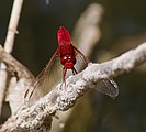 ♂ Crocothemis erythraea