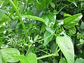 Clematis vitalba (Gewöhnliche Waldrebe)