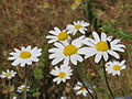 Anthemis arvensis Hundskamille