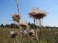 Vorschaubild der Version vom 14:06, 10. Sep. 2016