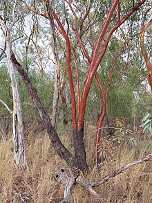 Nocoleche Nature Reserve 20230121 081705 Eucalyptus ochrophloia - yapunyah.jpg