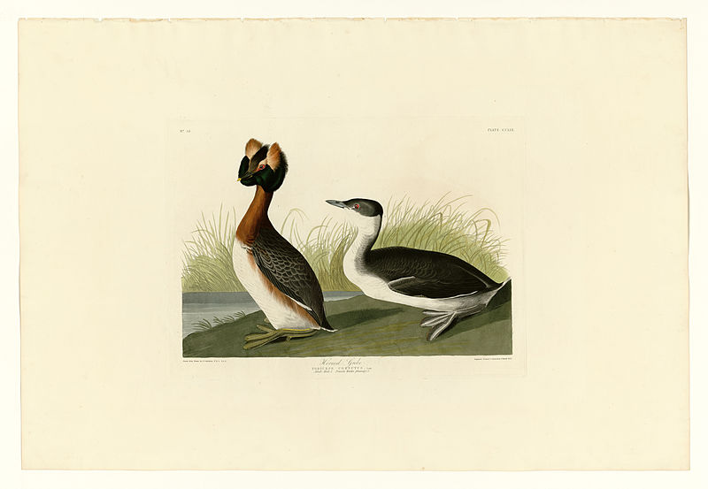 File:259 Horned Grebe.jpg