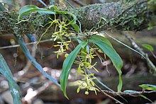 2 Sarcochilus parviflorus çiçekli.jpg