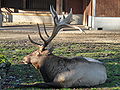 Wapitihirsch im Tierpark Lange Erlen