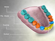 Medical animation showing Premolar teeth and its arrangement in the mouth of an adult human being