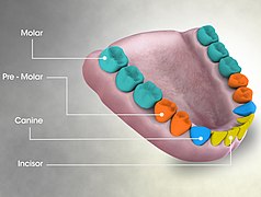 3D Medical Animation Still Showing Types of Teeth.jpg