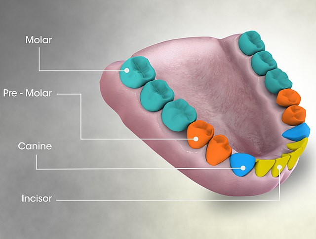 Image showing molar teeth and their typical arrangement in humans