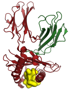 The human HLA-A*0201 (red) and beta-2 microglobulin (green) in complex with a peptide derived from the M protein of SARS-CoV (yellow, shown as surface). From PDB: 3I6G . 3i6g chainABC.png