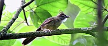 Puff-throated Bulbul 4G4A8504-Puff-throated Bulbul.jpg