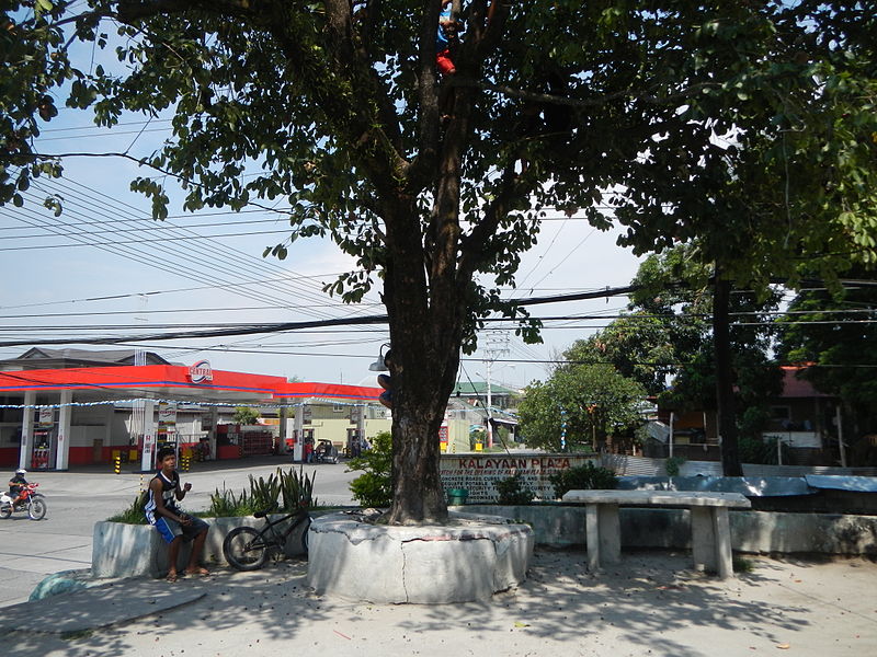 File:9757jfSyzygium cumini Santa Trinidad Angeles Cityfvf 04.JPG