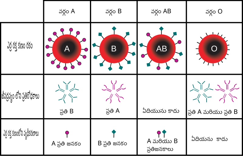 File:ABO blood type-te.svg