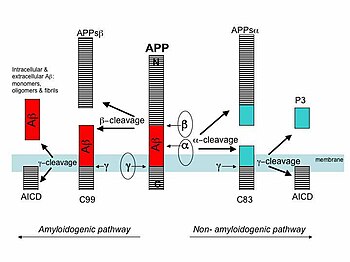 The processing of APP by a, b and g-secretases APP metabolism by the secretase enzymes.jpg