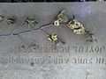 AZ0016. Ulmus Purpurea samarae. Warriston Cemetery, Edinburgh.jpg