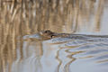 A Muskrat Going for an Afternoon Swim (8601171668).jpg